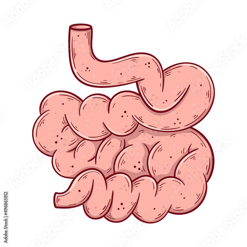 Human small intestine hand drawn cartoon simple vector illustration.