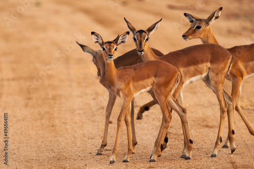 Portrait group of impala standing on gravel road.