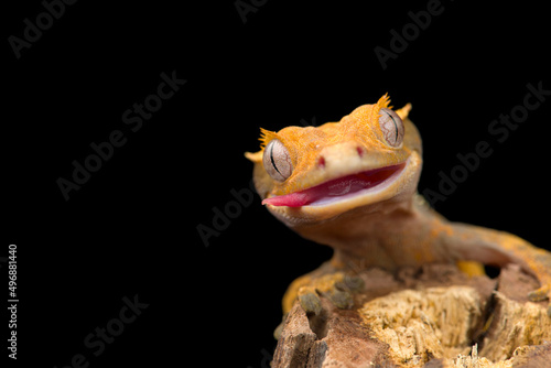 The crested gecko сute isolated on black background