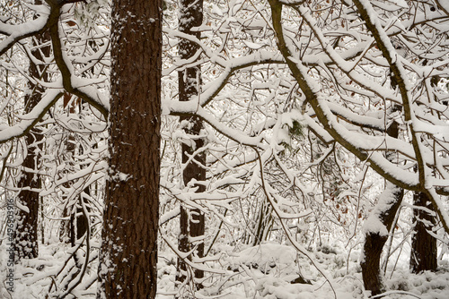 dęby i gałęzie pokryte śniegiem ,zima