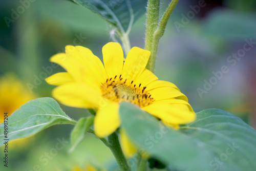 Słonecznik Kwiat Liść Płatki Żółty