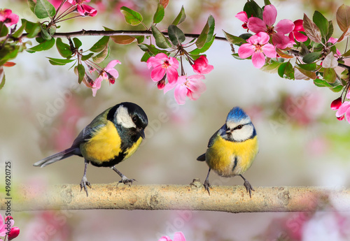 two birds tit and azure are sitting side by side on the branches of an apple tree with pink flowers in a spring may garden