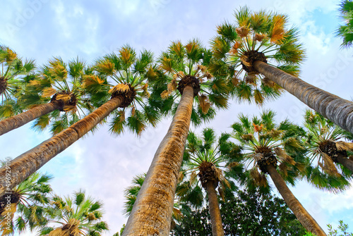 Huge palm trees at sunset. national garden of Athens Greece. close up