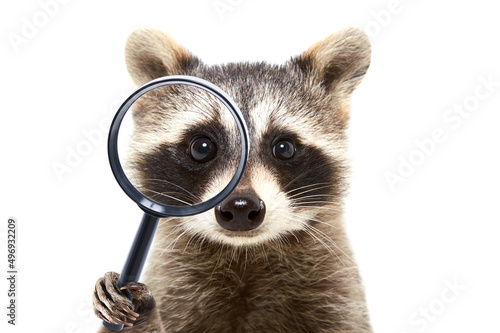Portrait of a funny curious raccoon looking through a magnifying glass isolated on a white background