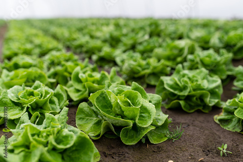 Rows of lettuce seedlings in a greenhouse