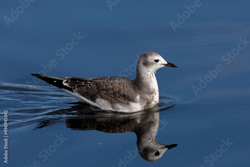 Portrait of a juvenile Sabine's Gull on lake during fall migration.