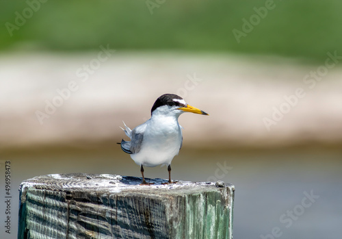 A least tern stands on a wooden dock piling near the ocean water. 