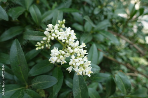 Close shot of panicle of white flowers of wild privet in May