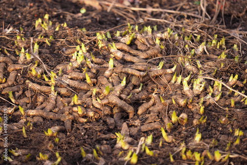Strong and powerful tubers of the iris flower with shoots. Rhizome in early spring, texture of roots