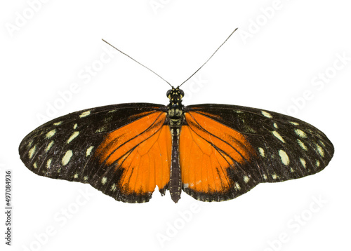 Cut out image of a longwing butterfly