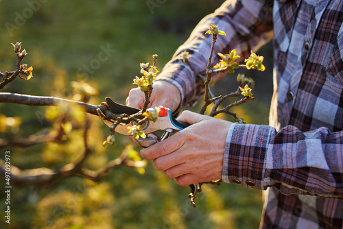 Close-up of a male gardener pruning a fruit tree 