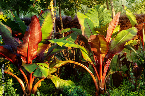 Red Abyssinian Banana Ensete Ventricosum Maurelii Planted in Public Park. Leaves of a tropical plant in the rays of the setting sun