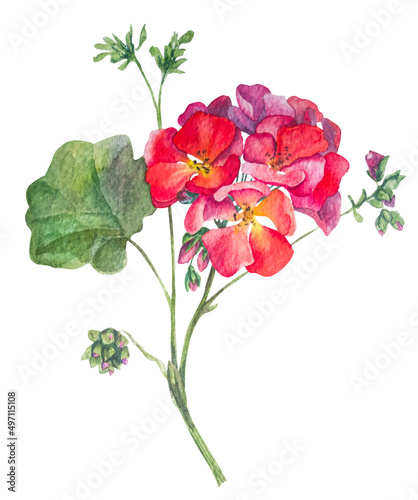 Botanical illustrations. Hand-drawn watercolor floral illustration of the geranium flowers. Natural drawing isolated on the white background. Medicinal plant pelargonium. Spring flowers