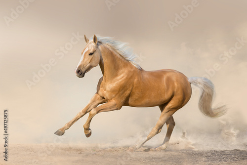 Akhal teke horse free run