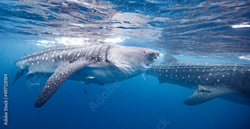 Mexico, Isla Mujeres, Whale sharks swimming in sea