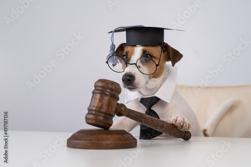 Dog jack russell terrier dressed as a judge and holding a gavel on a white background. 