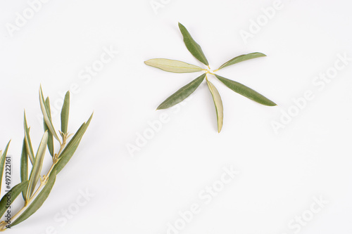 Ramas y hojas de olivo con pequeños brotes, sobre fondo blanco
