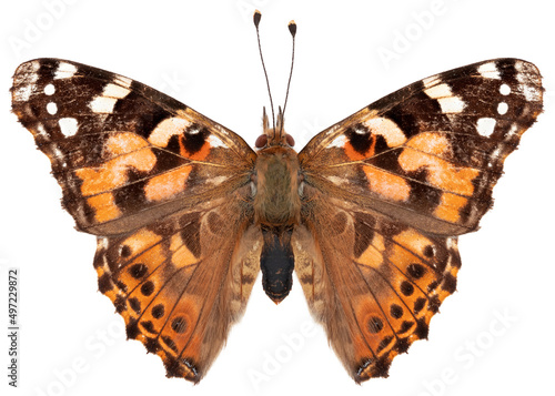 Vanessa cardui butterfly specimen