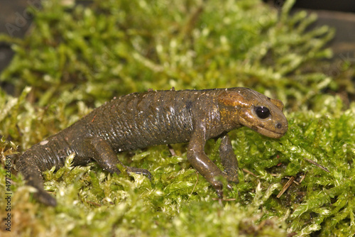 Closeup on an unusual colored Iberian fire salamander, Salamandr