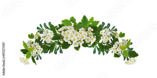 Spring twigs of spirea with small green leaves, flowers and buds in a floral arch arrangement isolated on white