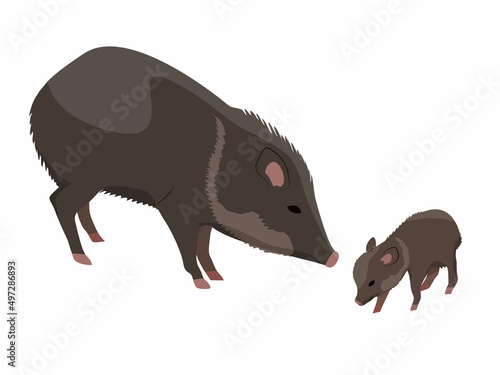 Peccary and her cub. Javelina or skunk pig. Wild animals of South America. Realistic vector