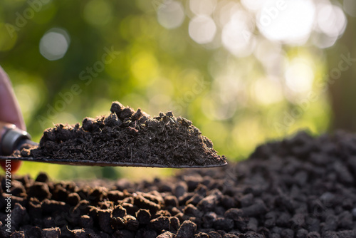 Manure or cow manure for cultivation and agriculture, cow dung pellets.