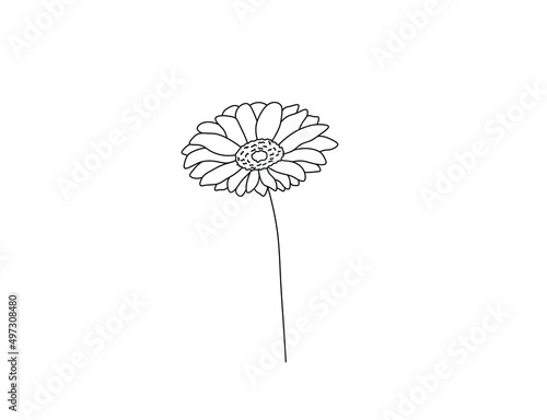 Vector isolated single pretty gerbera flower blossom colorless black and white contour line drawing
