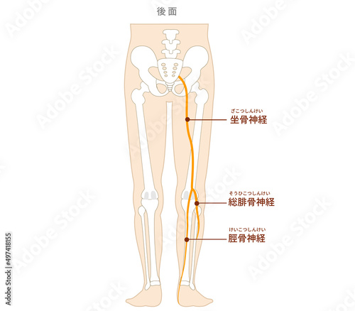 坐骨神経と脛骨神経、総腓骨神経の図解イラスト