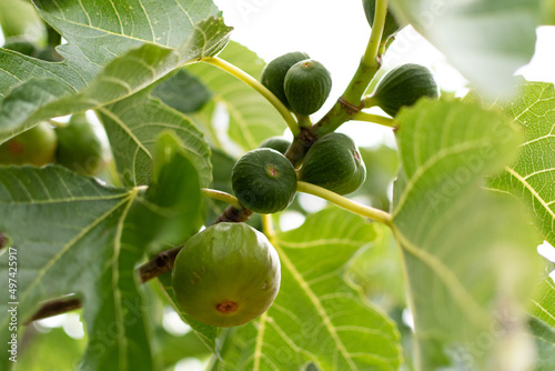 Purple and green figs fruit hanging on the branch of a fig tree, ficus carica
