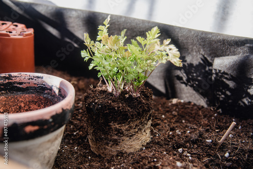 Planta de perejil fuera de su maceta, con las raíces recubriendo el cepellón. Concepto de trasplante de plantas en un huerto urbano.