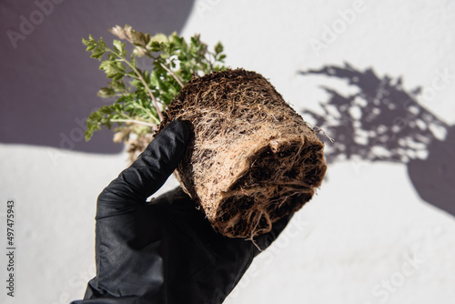 Planta de perejil fuera de su maceta, con las raíces recubriendo el cepellón. Concepto de trasplante de plantas en un huerto urbano.