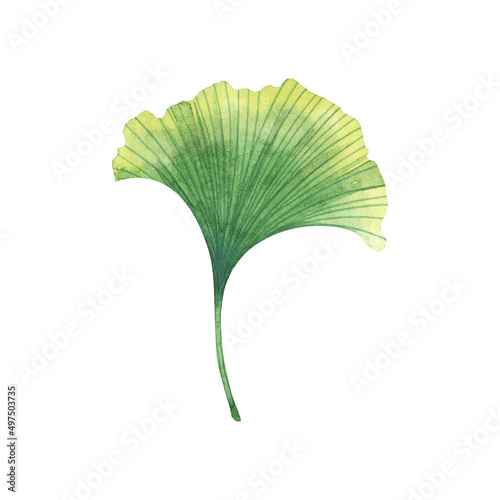 Watercolor gingko biloba green leaf