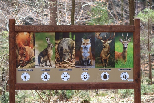 Tropy zwierząt na tablicy informacyjnej w lesie