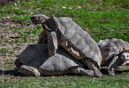 African spurred tortoises coupling on the lawn. Latin name - Geochelone sulcata