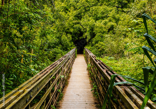 Wood bridge in perspective to a hiking trail that tunnels through a bamboo forest along the Pipiwai Trail in Maui, Hawaii