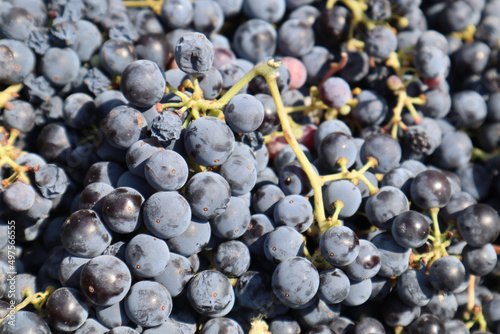 Closeup shot of freshly picked Zinfandel wine grapes at harvest in a winery in California, USA