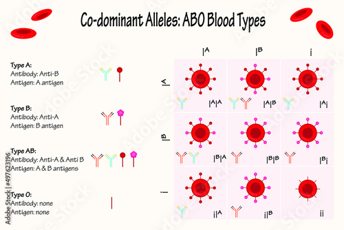 Codominant Alleles: ABO Blood Types Punnett Square