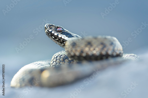 Common adder (Vipera berus) in defensive posture