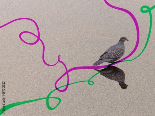 鳩と二色の曲線の抽象イメージ