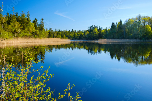Forest lake with mirrored water in spring