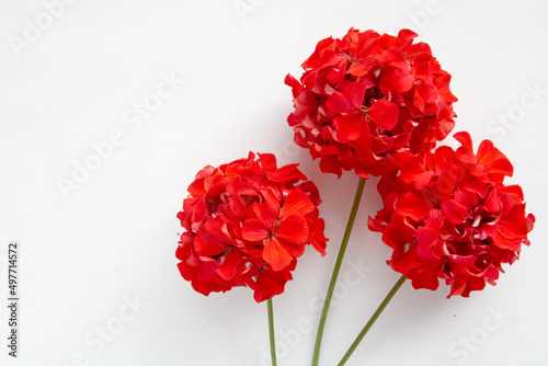 red flower Pelargonium, garden geranium or zonal geranium Flowers on a white background