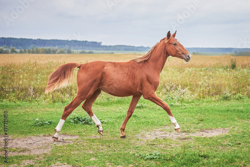 A beautiful, bright, red foal gallops across the field