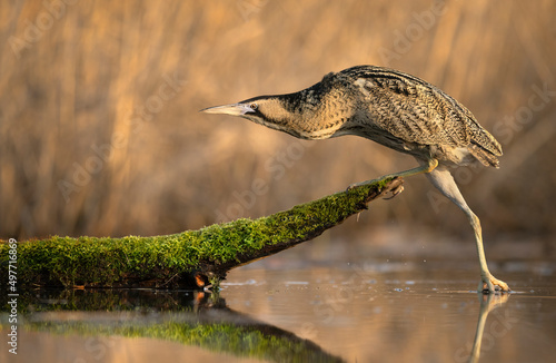 Great bittern bird ( Botaurus stellaris ) close up