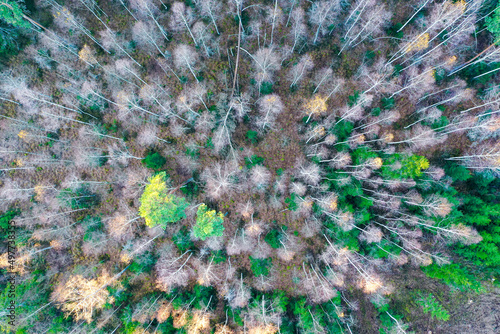 Las z perspektywy drona