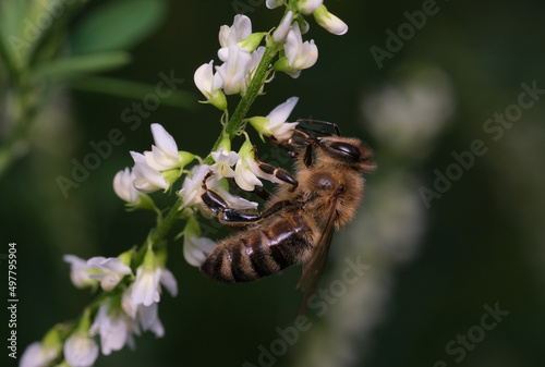 pszczoła zbiera nektar z bliska