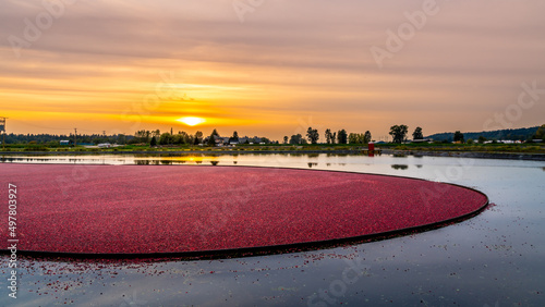 Sunset over a Cranberry Harvest in the Fraser Valley of British Columbia, Canada