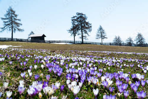 Crocus field in the mountains in front of a traditional South Tyrolean hut