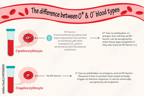 The difference between O positive and O negative blood types