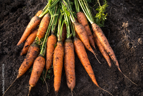 Bunch of organic dirty carrot harvest in garden on ground in sunlight