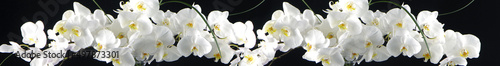 white orchids on black